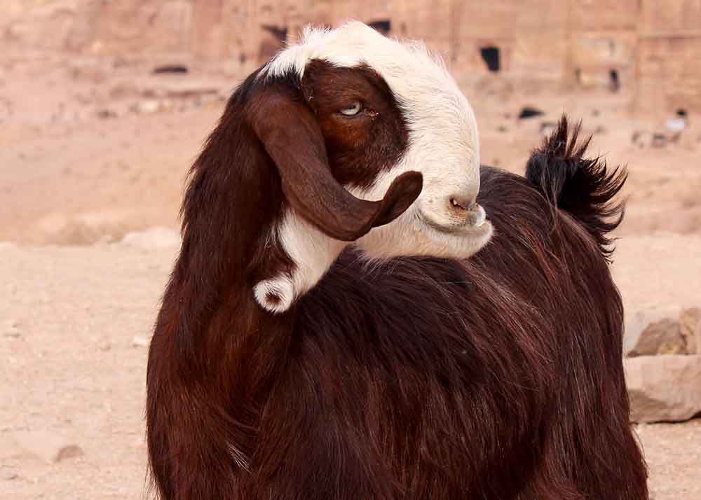 Damascus Goats