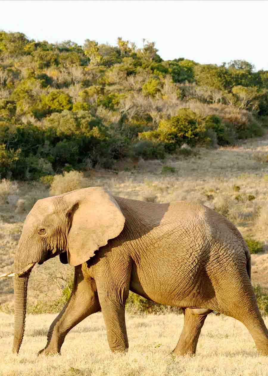 african vs asian elephant body