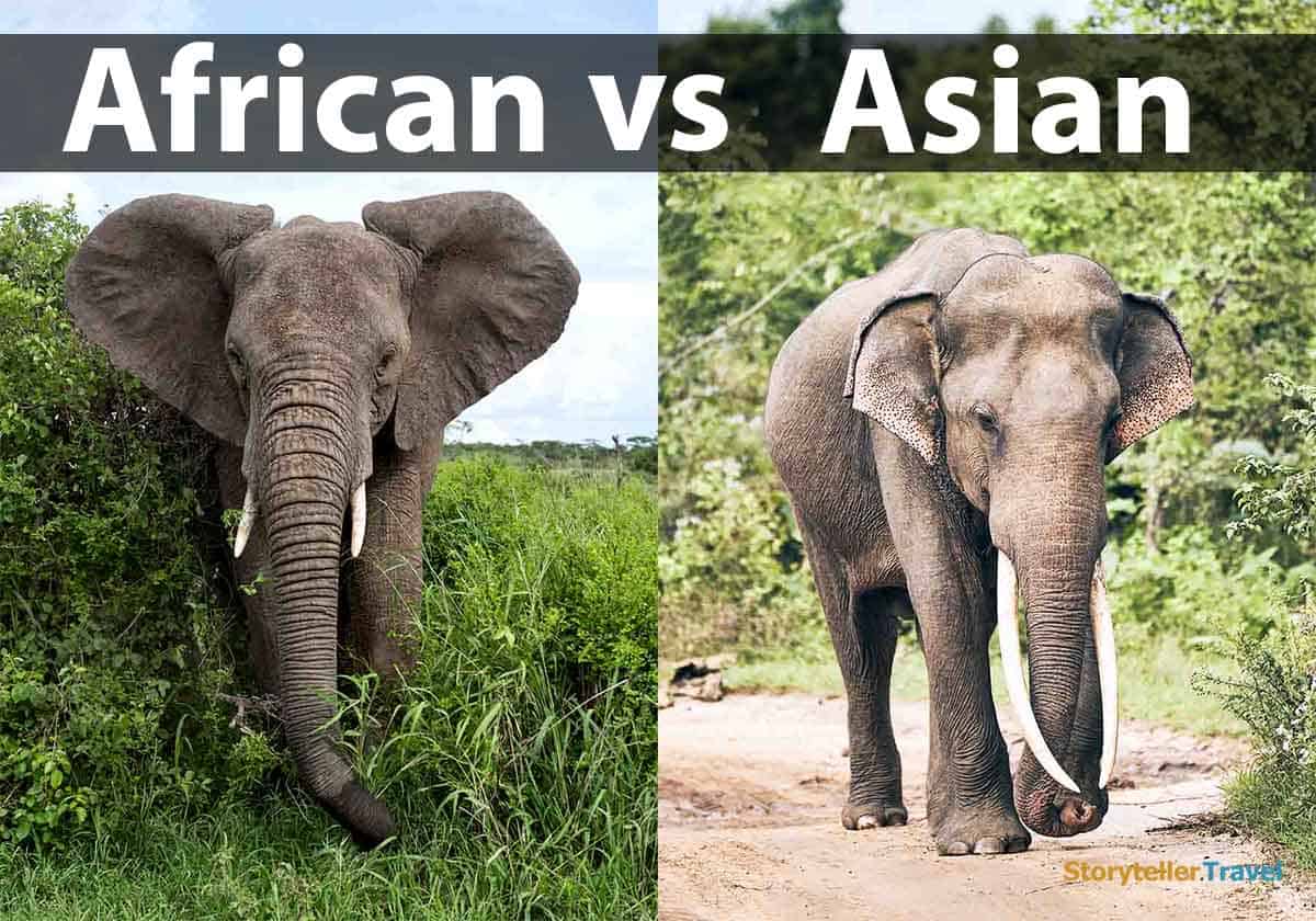 african vs asian elephant