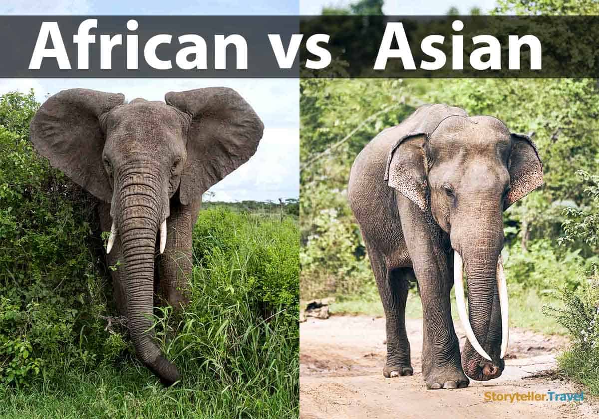 African vs Asian Elephants: 14 Key Differences Compared | Storyteller ...