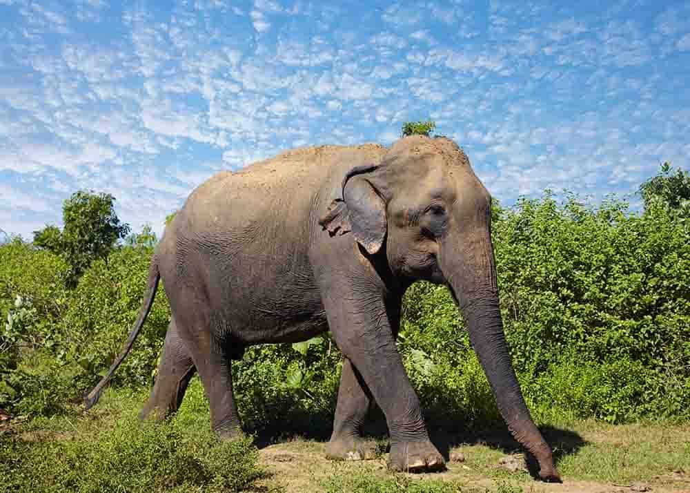asian elephant vs african elephant