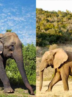asian elephant vs african elephants