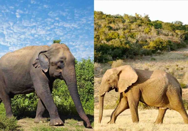African vs Asian Elephants: 14 Key Differences Compared