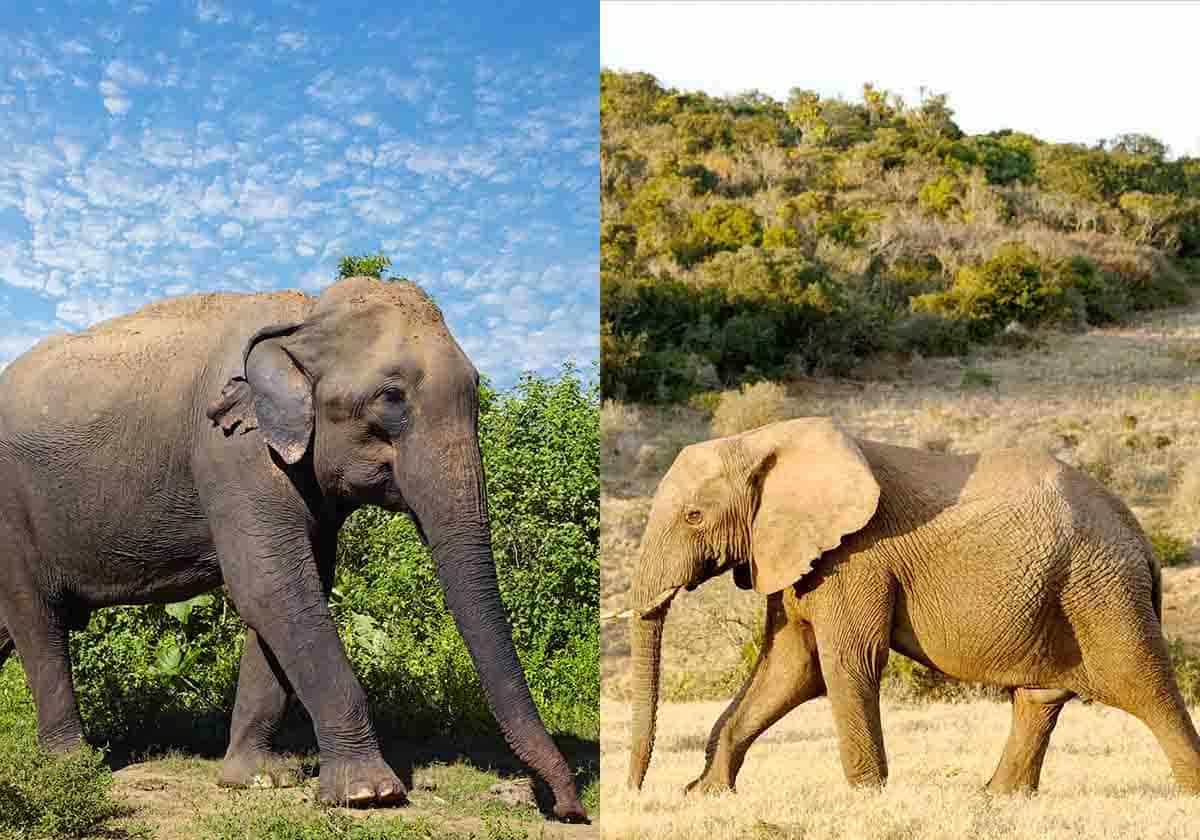 asian elephant vs african elephants
