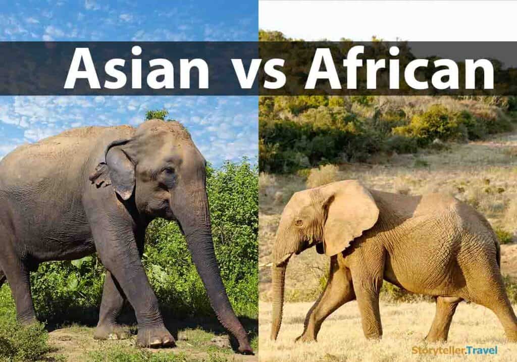asian vs african elephants