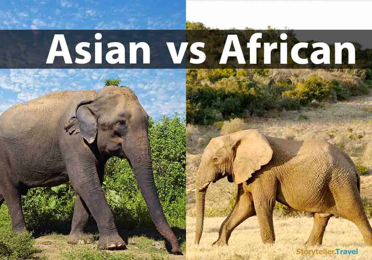 African vs Asian Elephants: 14 Key Differences Compared | Storyteller ...