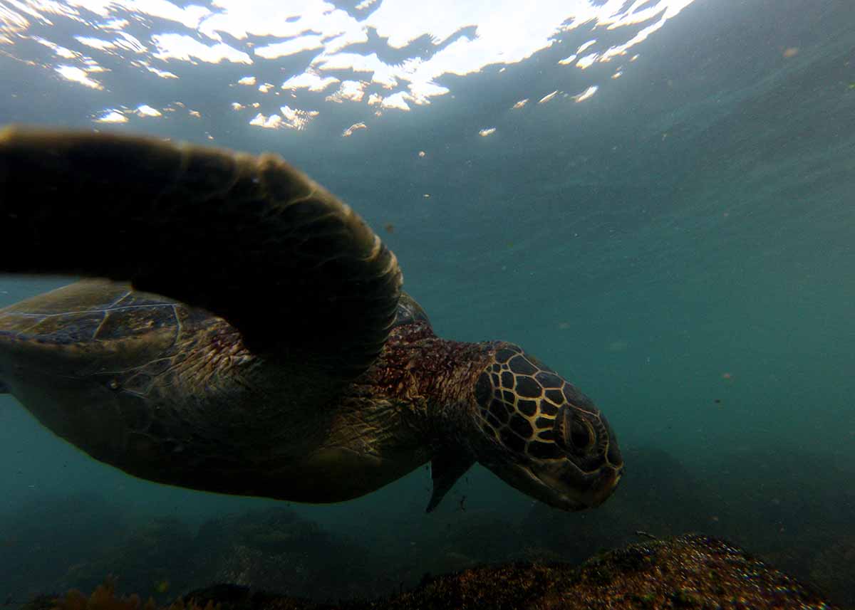 galapagos sea turtles