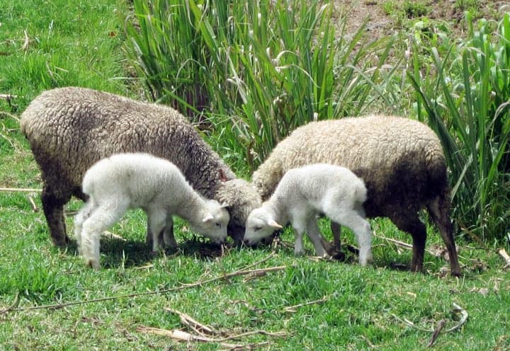 Baby lambs in Cuenca
