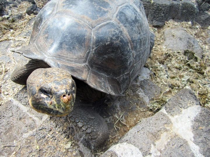 curious-tortoise