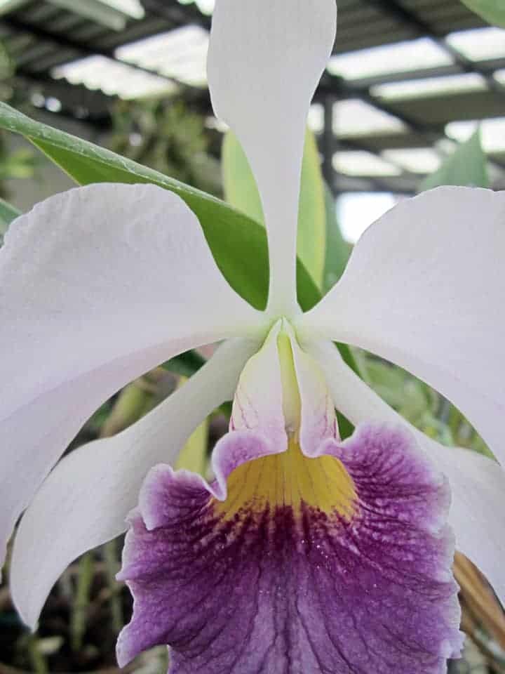 orchid-up-close